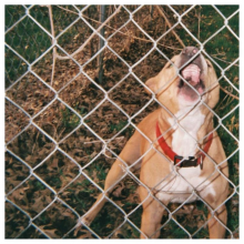 Knocked Loose - Pop Culture LP LAVENDER