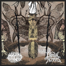 Macula Extinction Remains - Split