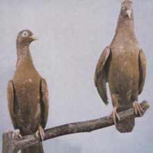 J.C. Satan - Hell Death Samba