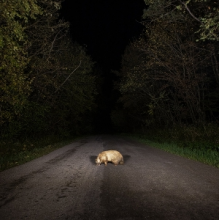 Stonks - Badger