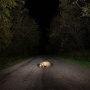 Stonks - Badger