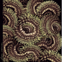 Clan Caiman - Pica Pau