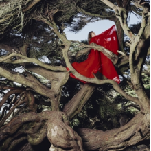 Frances, Hannah - Nested In Tangles