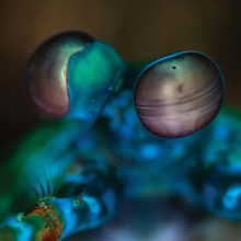 Gibbs, Melvin - Amasia: Anamibia Sessions 2