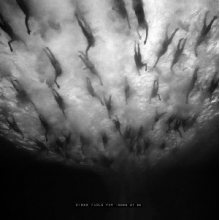 Morild - Disse Fugle Far Ingen At Se