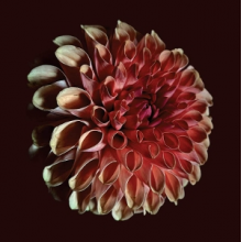 Moss, Jessica - Unfolding