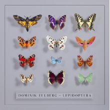 Eulberg, Dominik - Lepidoptera
