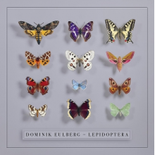 Eulberg, Dominik - Lepidoptera