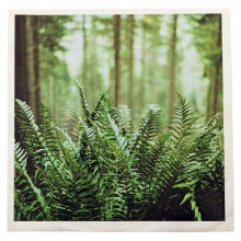 Mtbrd - 7-Just Visiting