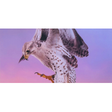 McMorrow, James Vincent - Grapefruit Season