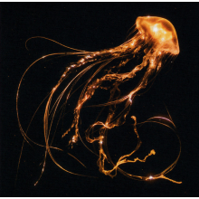 Royal Blood - Back To The Water Below