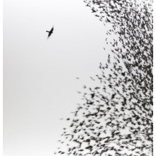 Wilco - Sky Blue Sky