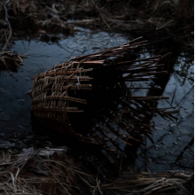 Silverio, Massimo - Surtum