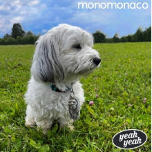 Monomonaco - Yeah Yeah
