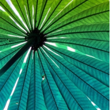 Joonas Tuuri Quartet - Pindorama