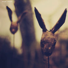 Still Light - Rosarium
