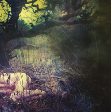 Final - Apple Never Falls Far From the Tree