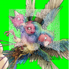 Gouldian Finch - Hatch