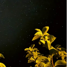 Peter, Thomas - Changing Bodies