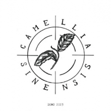 Camellia Sinensis - 7-Demo 2023
