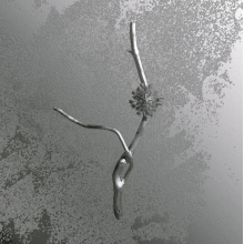 Banfi, Gaia - La Maccaia