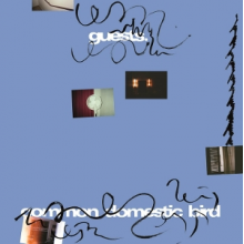 Guests - Common Domestic Bird