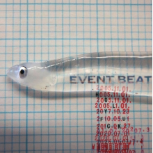 Holy Fuck - Event Beat