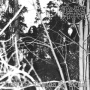 Thou Shalt Suffer - Woods of Belial