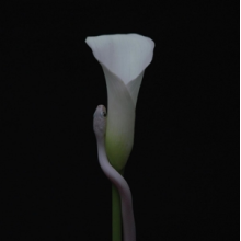 Animals As Leaders - Parrhesia