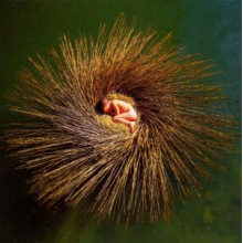 Gabriel, Peter - Ovo