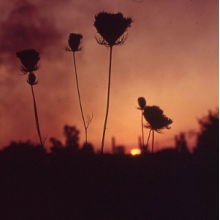Barren Canyon - A Virulent Stream