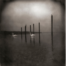 Om - Conference of the Birds