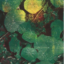 Whoman - About Honey