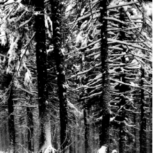 Moloch - Abstrakter Wald