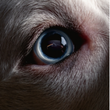 Waters, Roger - The Dark Side of the Moon Redux