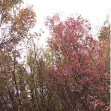 Cedolin, Davide - Contemplations and Other Instrumentals...