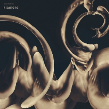 Siamese - Dissolution