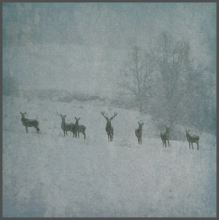 Rauhnacht - Winterstille