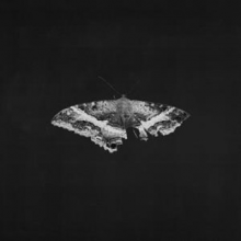 Lamar, Kendrick - To Pimp a Butterfly