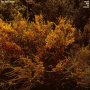 Cantu-Ledesma, Jefre - Tracing Back the Radiance