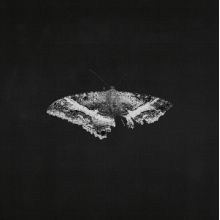 Lamar, Kendrick - To Pimp a Butterfly