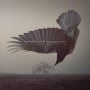Katatonia - Fall of Hearts