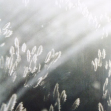 Blithe Sons - Great Orthochromatic Wheel