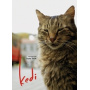 Documentary - Kedi