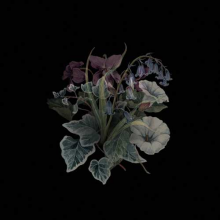 Nhor - Wildflowers