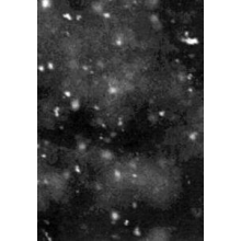 Paysage D'hiver - Einsamkeit