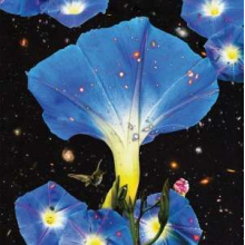 Louise, Sarah - Nighttime Birds and Morning Stars
