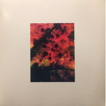 Common Eider, King Eider - A Wound of Earth