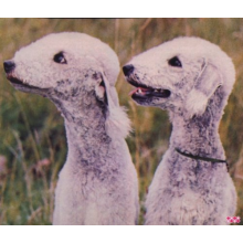 Segall, Ty - Goodbye Bread