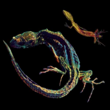 Prothese, Daniel B. - One To One & Xaosonix